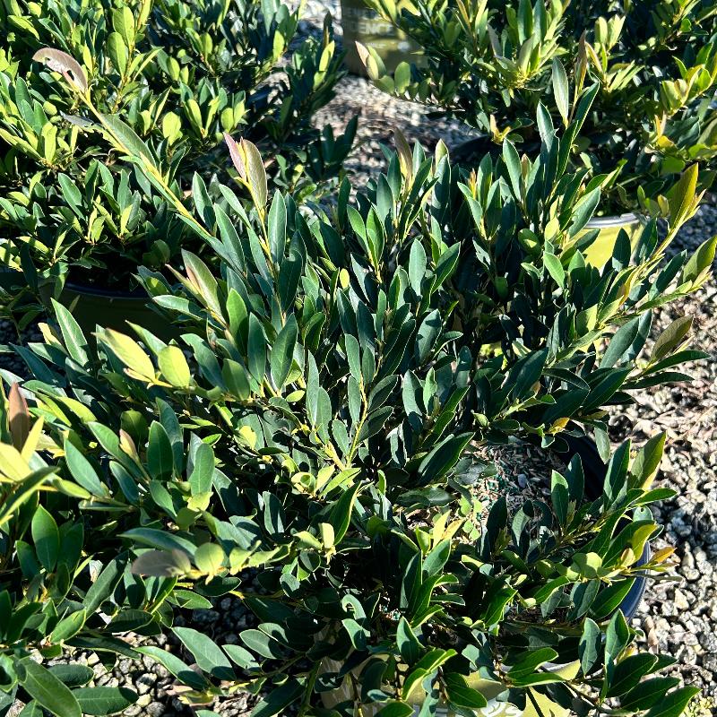 Blue Cascade Distylium with blue green evergreen foliage