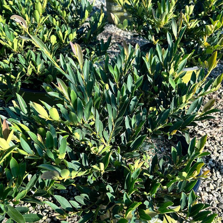 Blue Cascade Distylium with blue green evergreen foliage