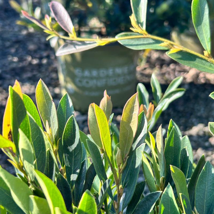 Blue Cascade Distylium with blue green evergreen foliage