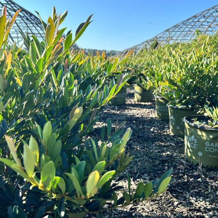 Blue Cascade Distylium with blue green evergreen foliage