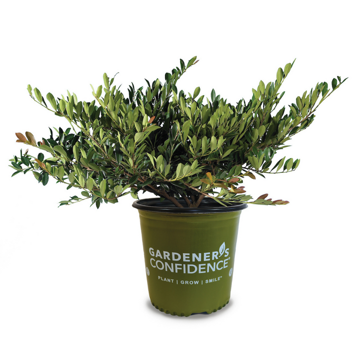 Blue Cascade Distylium with blue green evergreen foliage