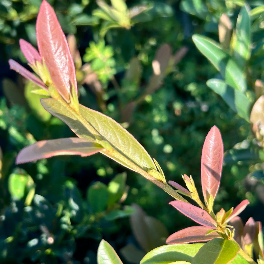 Blue Cascade Distylium with blue green evergreen foliage