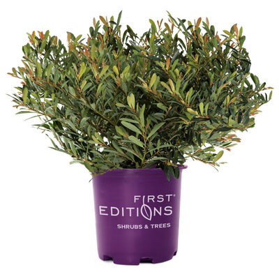 rhododendron dnger inhaltsstoffe Purgrn Rhododendrondnger 1 Liter