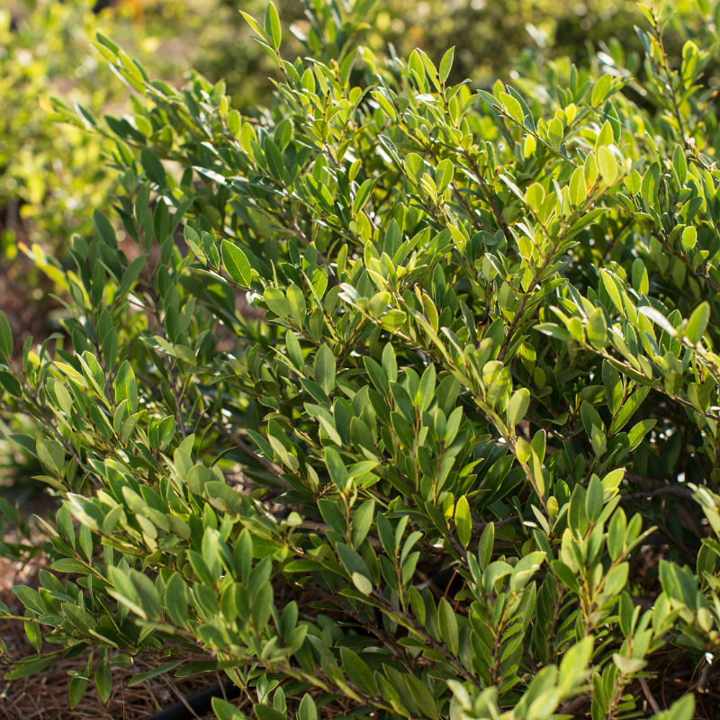 Cinnamon Girl Distylium with reddish new foliage and fine blue green leaves