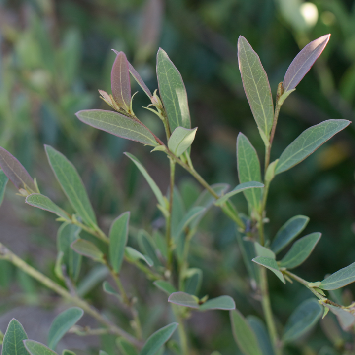 Cinnamon Girl Distylium with reddish new foliage and fine blue green leaves