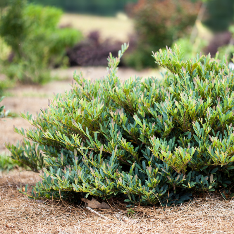 Cinnamon Girl Distylium with reddish new foliage and fine blue green leaves