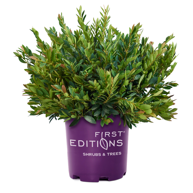 Coppertone Distylium with copper new growth and blue green foliage