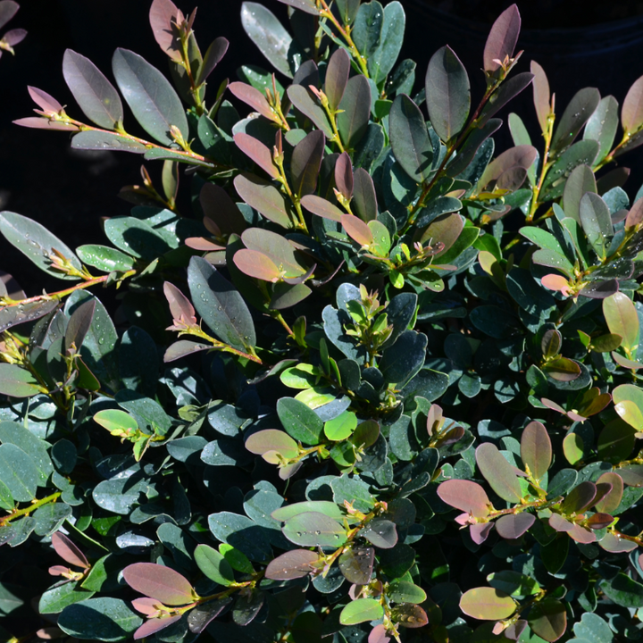 Coppertone Distylium with copper new growth and blue green foliage