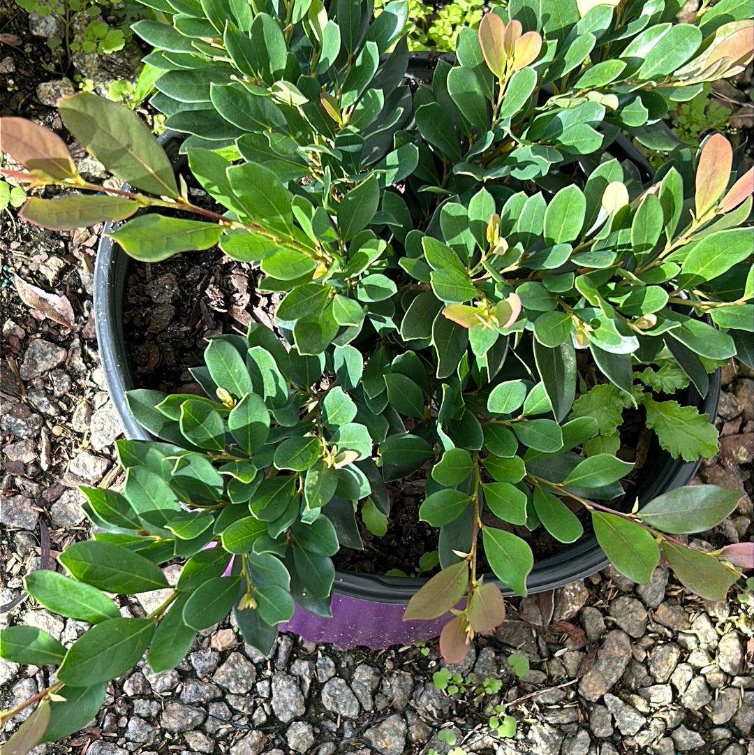 Coppertone Distylium with copper new growth and blue green foliage