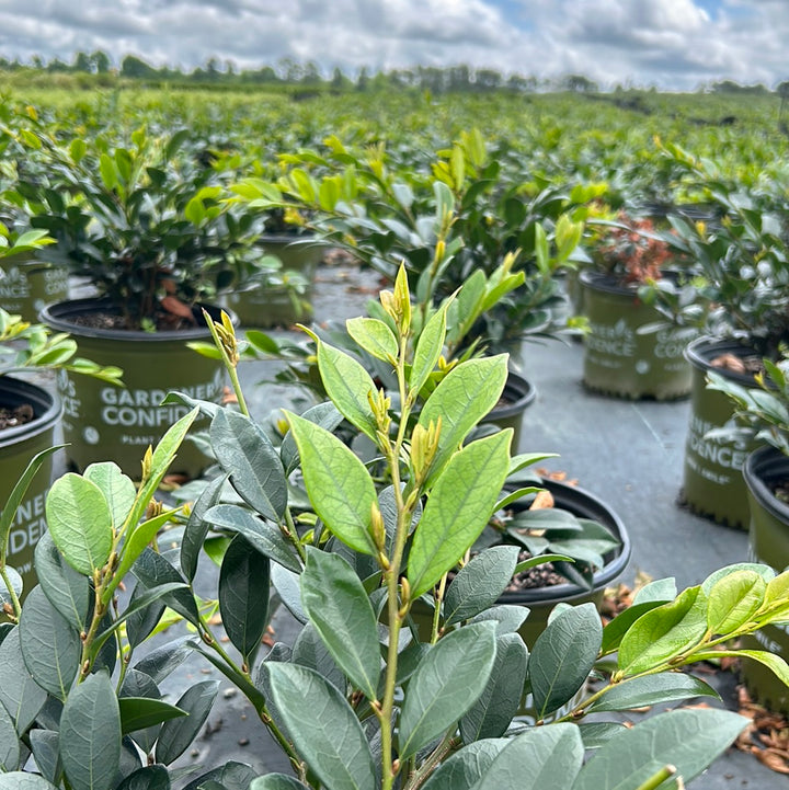 Emerald Heights Distylium with glossy green evergreen foliage