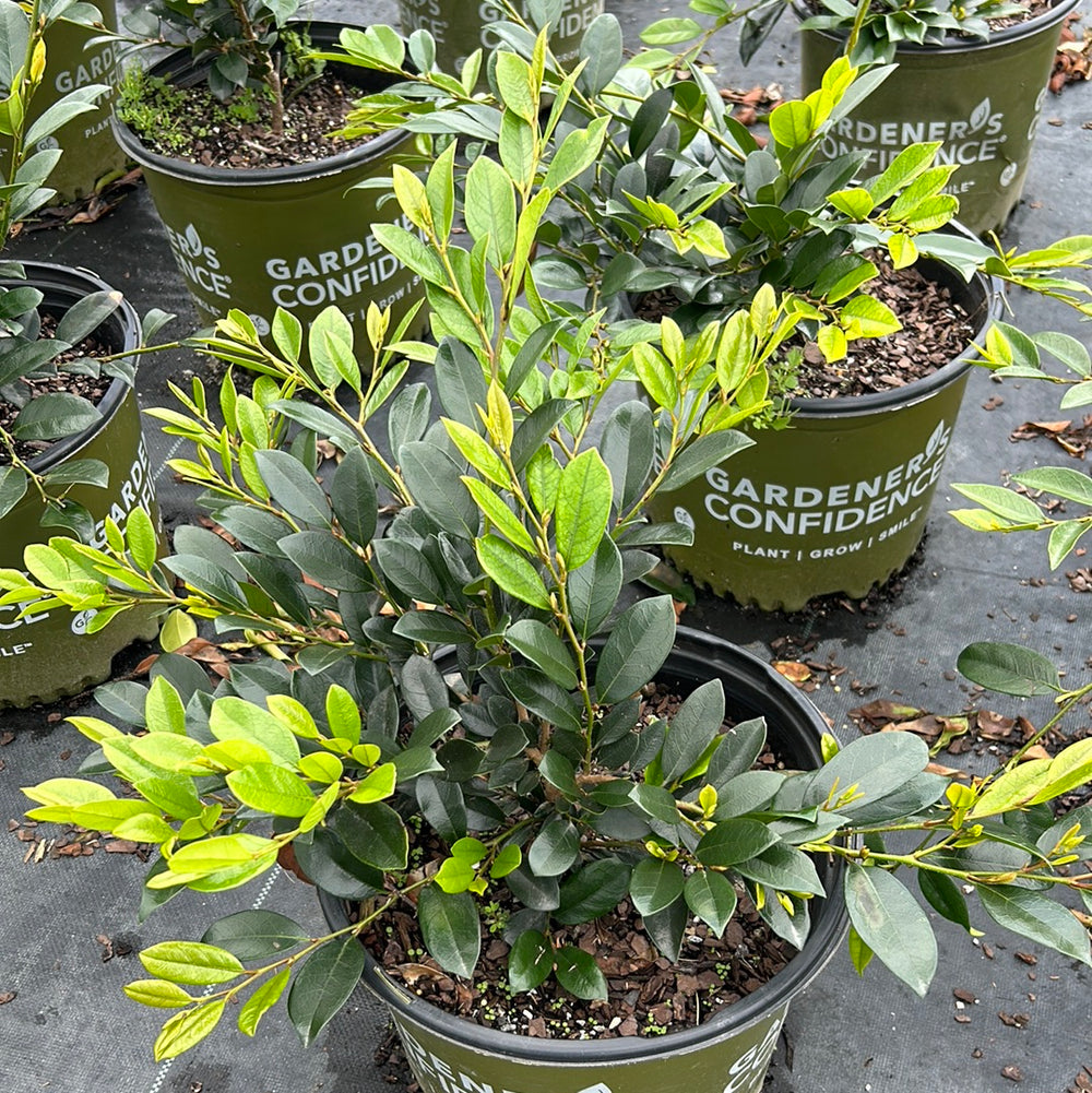 Emerald Heights Distylium with glossy green evergreen foliage