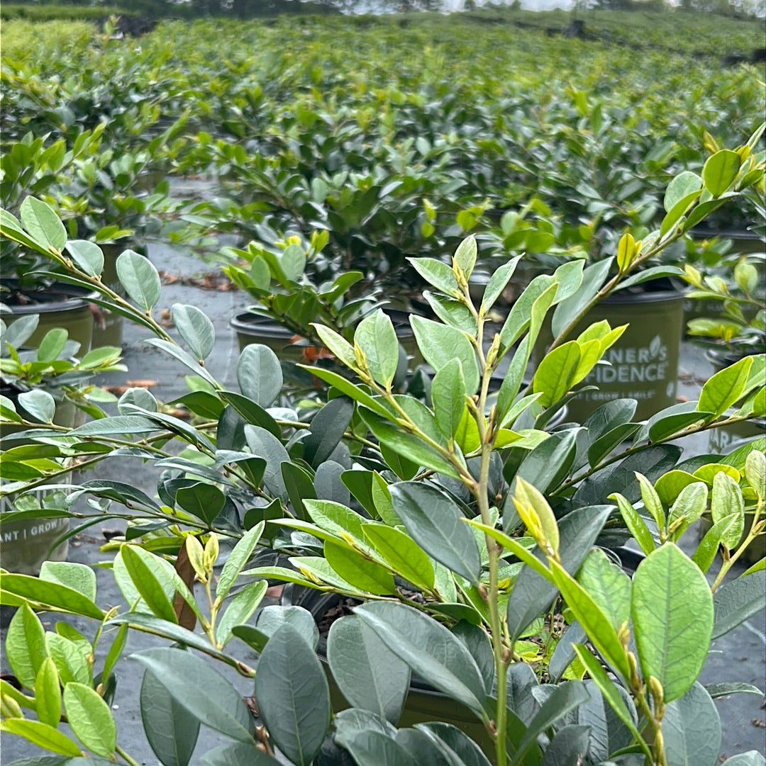 Emerald Heights Distylium with glossy green evergreen foliage