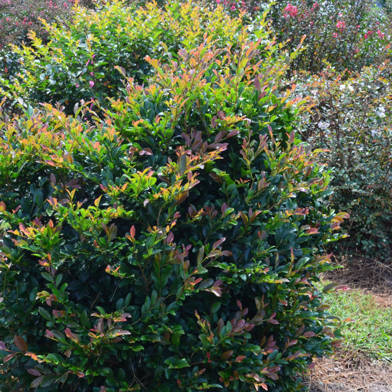 Linebacker Distylium with red new growth and dark green foliage