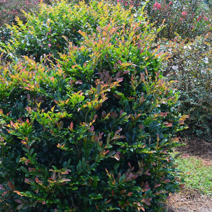 Linebacker Distylium with red new growth and dark green foliage