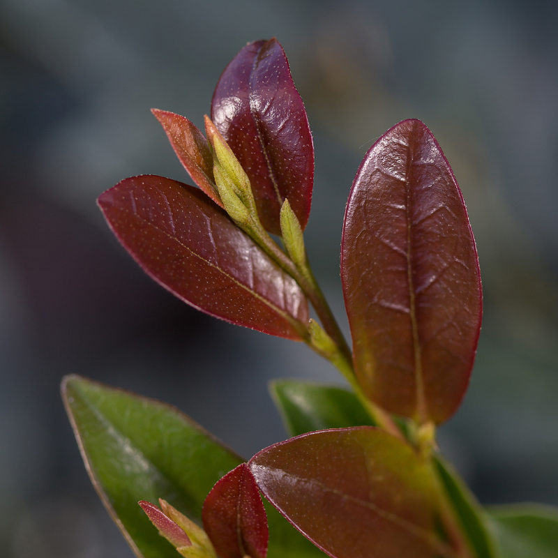 Linebacker Distylium with red new growth and dark green foliage