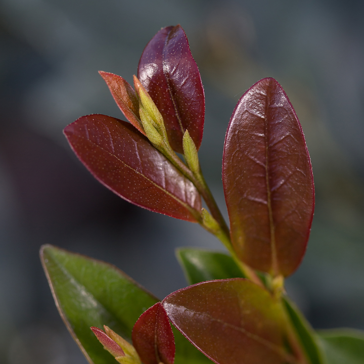 Linebacker Distylium with red new growth and dark green foliage