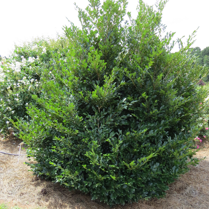 Linebacker Distylium with red new growth and dark green foliage