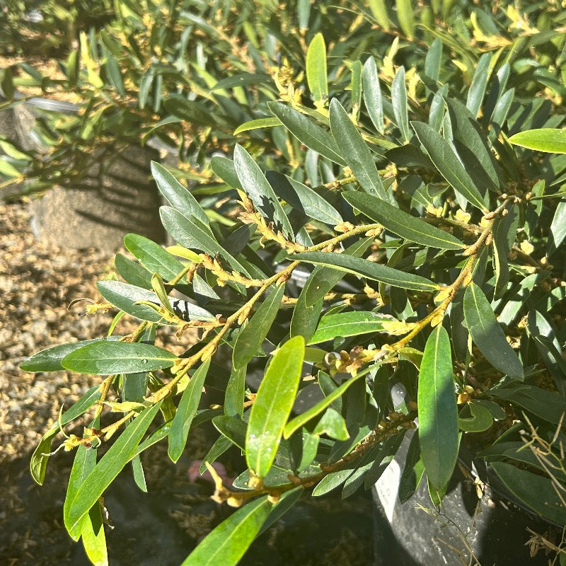 Distylium myricoides with arching blue green evergreen foliage
