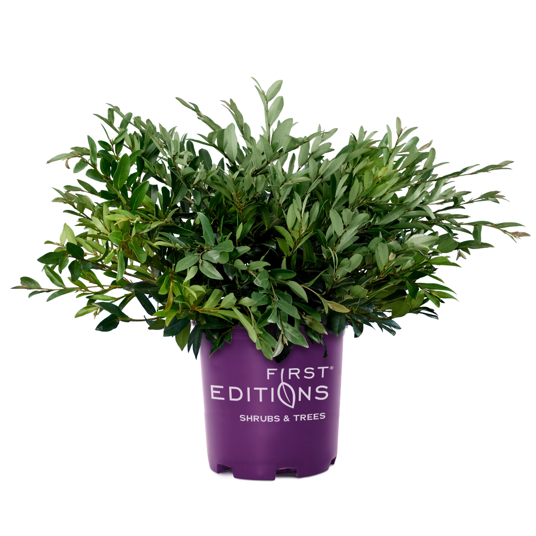 Vintage Jade Distylium with spreading blue green evergreen foliage