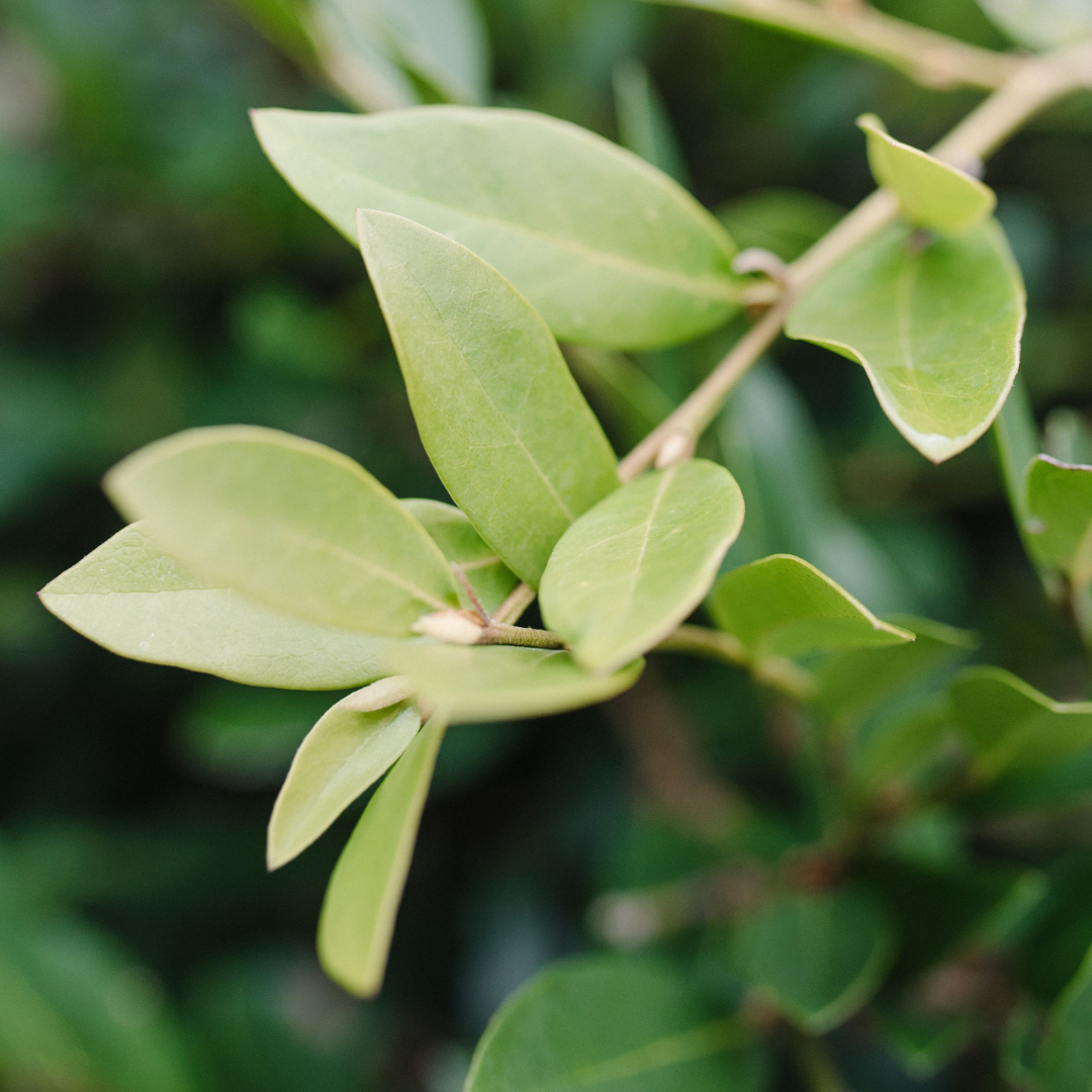 Vintage Jade Distylium with spreading blue green evergreen foliage
