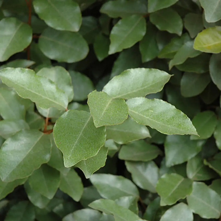 Fruitlandii Elaeagnus with silvery new growth and olive green leaves