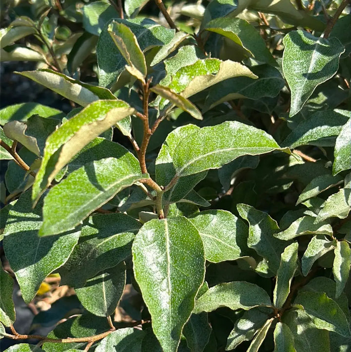 Fruitlandii Elaeagnus with silvery new growth and olive green leaves