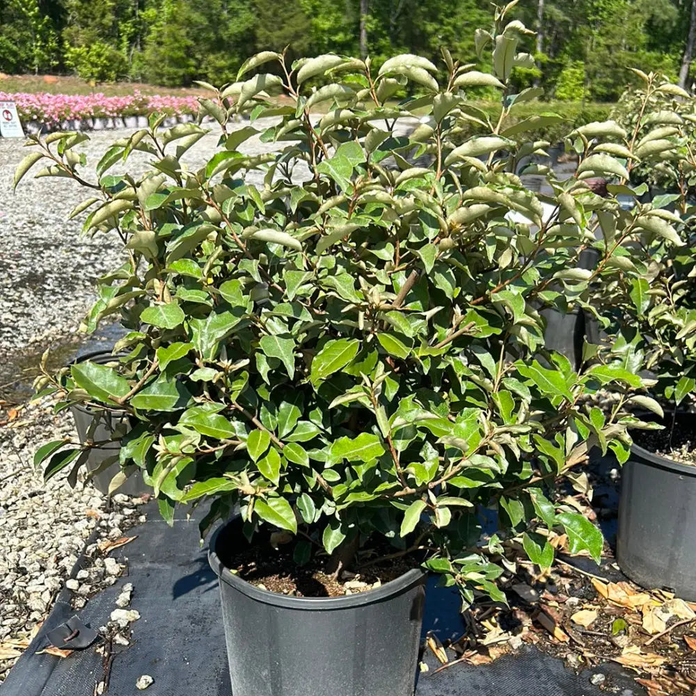 Fruitlandii Elaeagnus with silvery new growth and olive green leaves