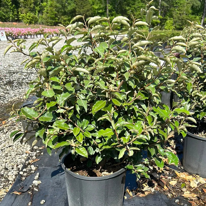 Fruitlandii Elaeagnus with silvery new growth and olive green leaves
