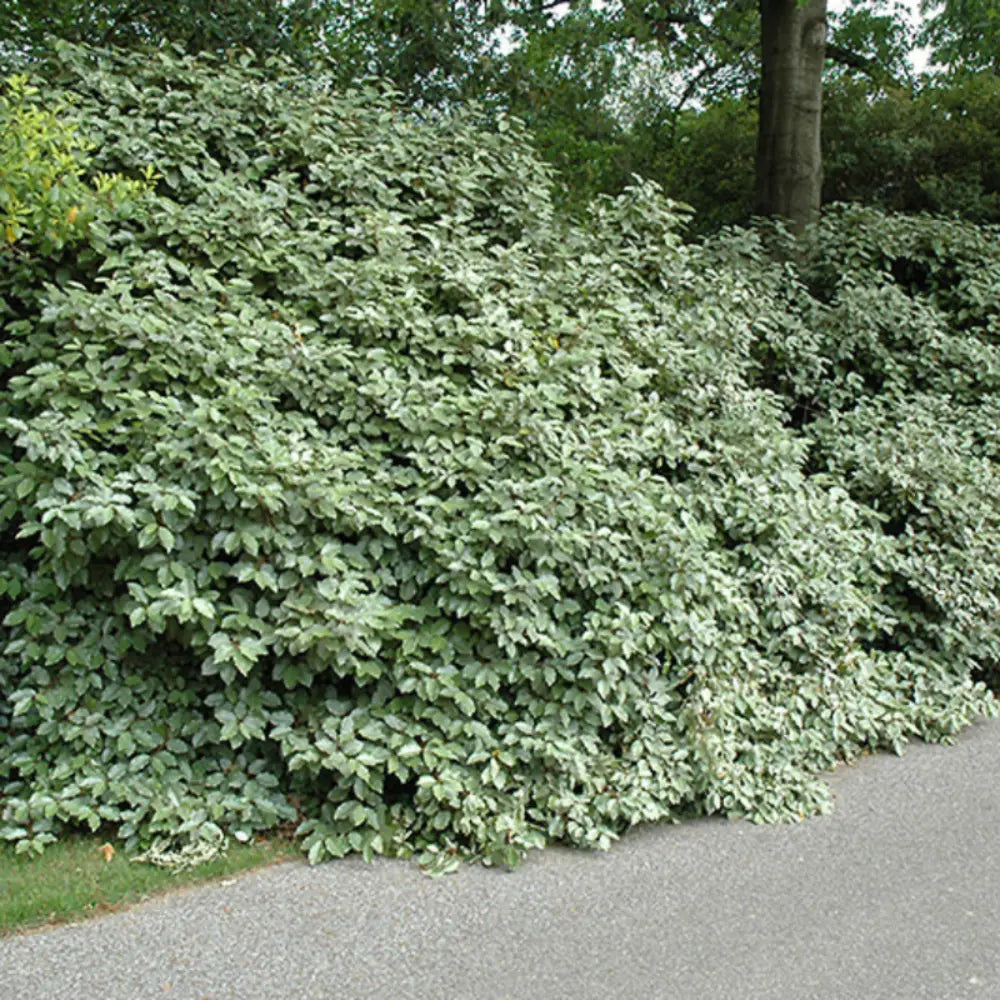 Fruitlandii Elaeagnus with silvery new growth and olive green leaves