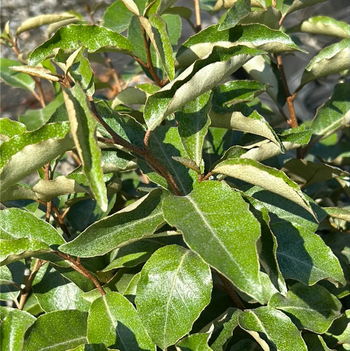 Fruitlandii Elaeagnus with silvery new growth and olive green leaves