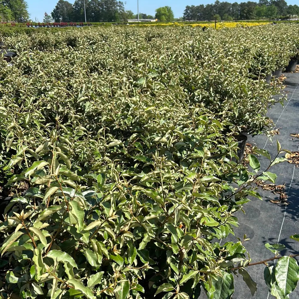 Fruitlandii Elaeagnus with silvery new growth and olive green leaves