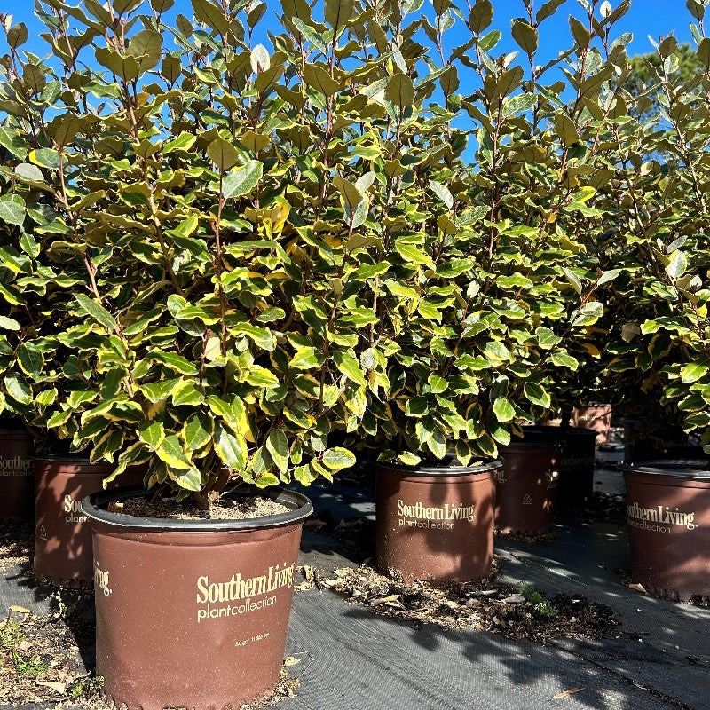 Olive Martini Elaeagnus with gold and green variegated foliage