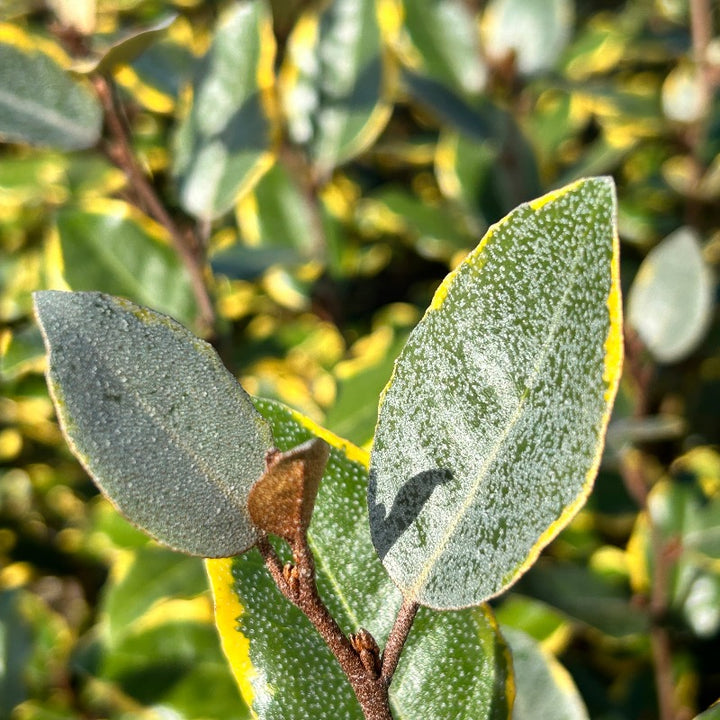 Olive Martini Elaeagnus with gold and green variegated foliage