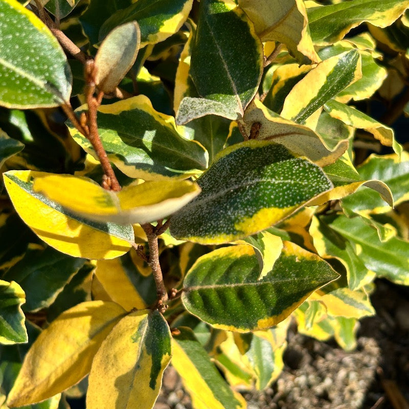 Olive Martini Elaeagnus with gold and green variegated foliage