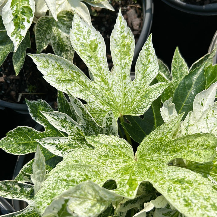 fatsia spider plant Fatsia Spider's Web