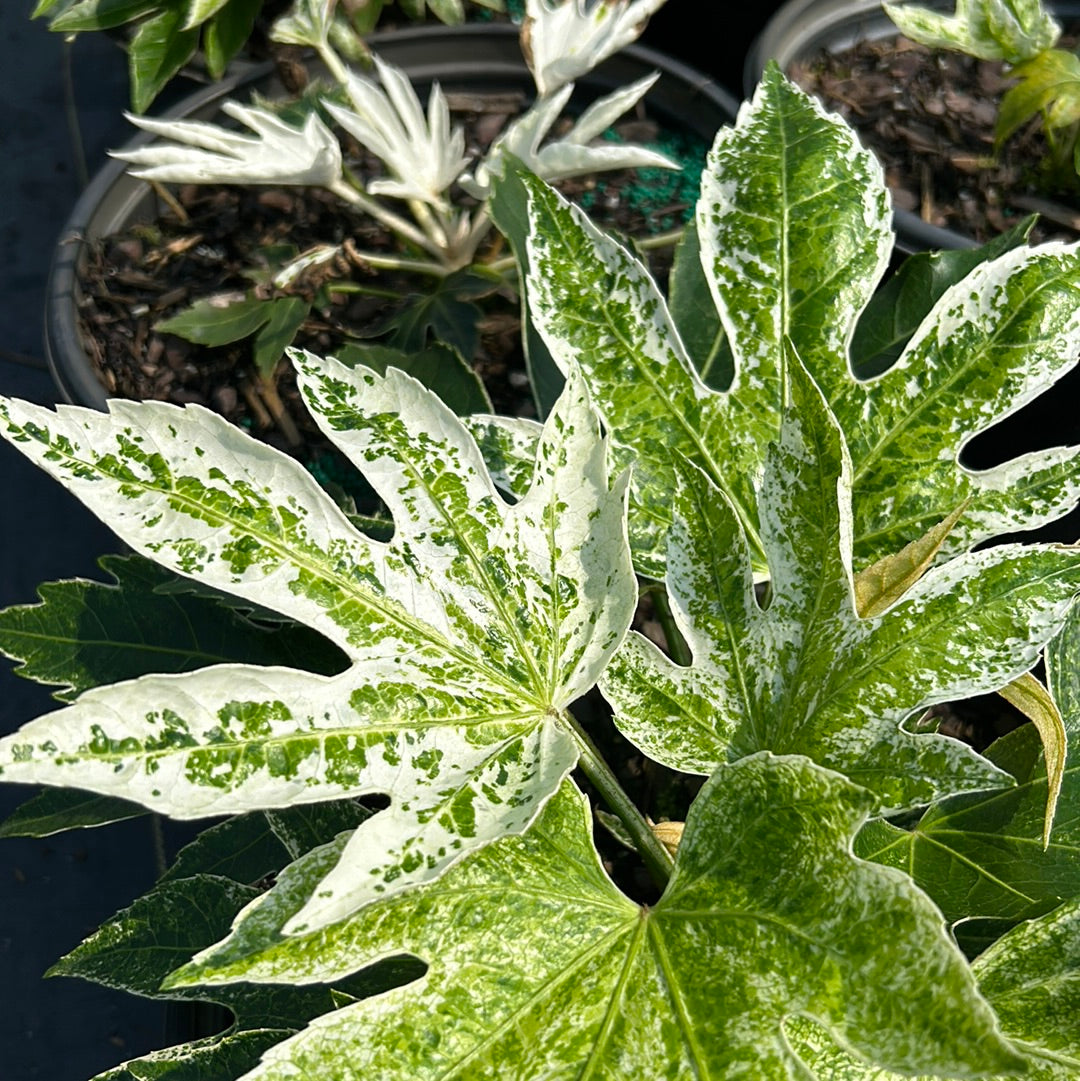 spider webs in potted plants Fatsia Spider's Web