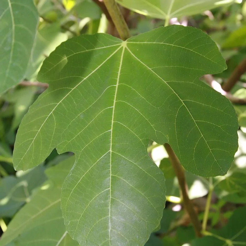 Brown Turkey Fig tree with broad leaves and brown purple fruit