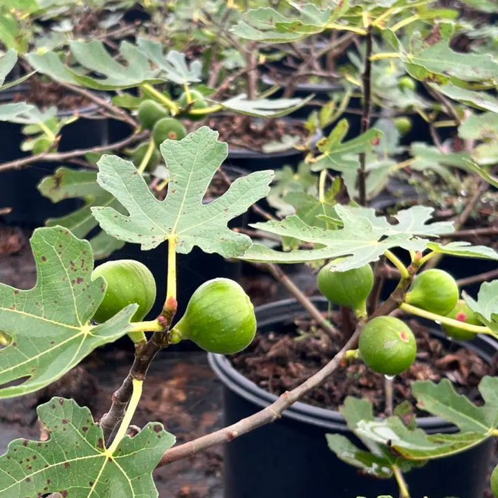 Brown Turkey Fig tree with broad leaves and brown purple fruit