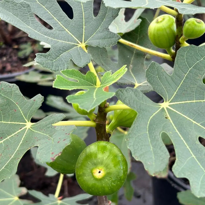 Brown Turkey Fig tree with broad leaves and brown purple fruit