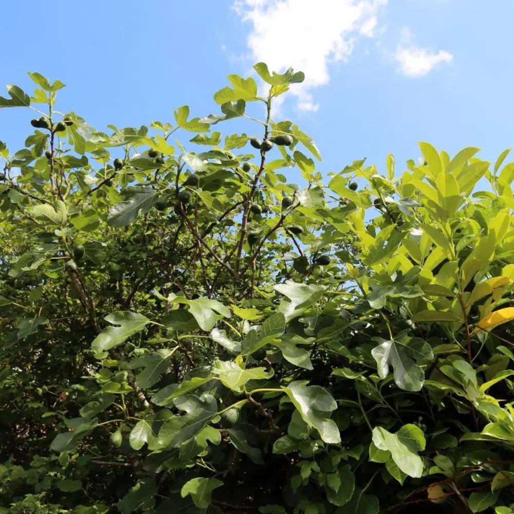 Brown Turkey Fig tree with broad leaves and brown purple fruit