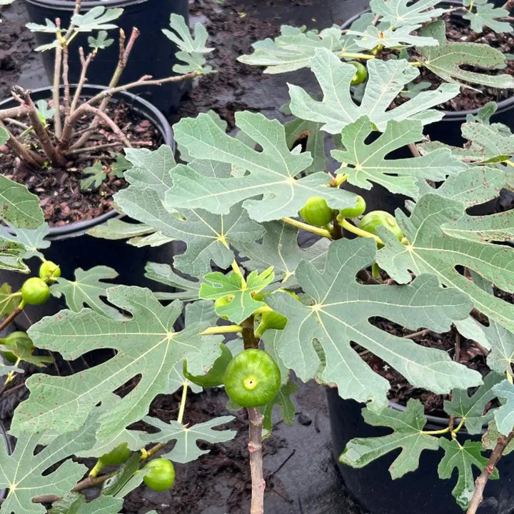 Brown Turkey Fig tree with broad leaves and brown purple fruit