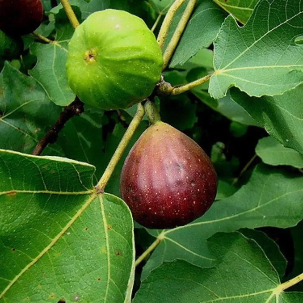 Brown Turkey Fig tree with broad leaves and brown purple fruit