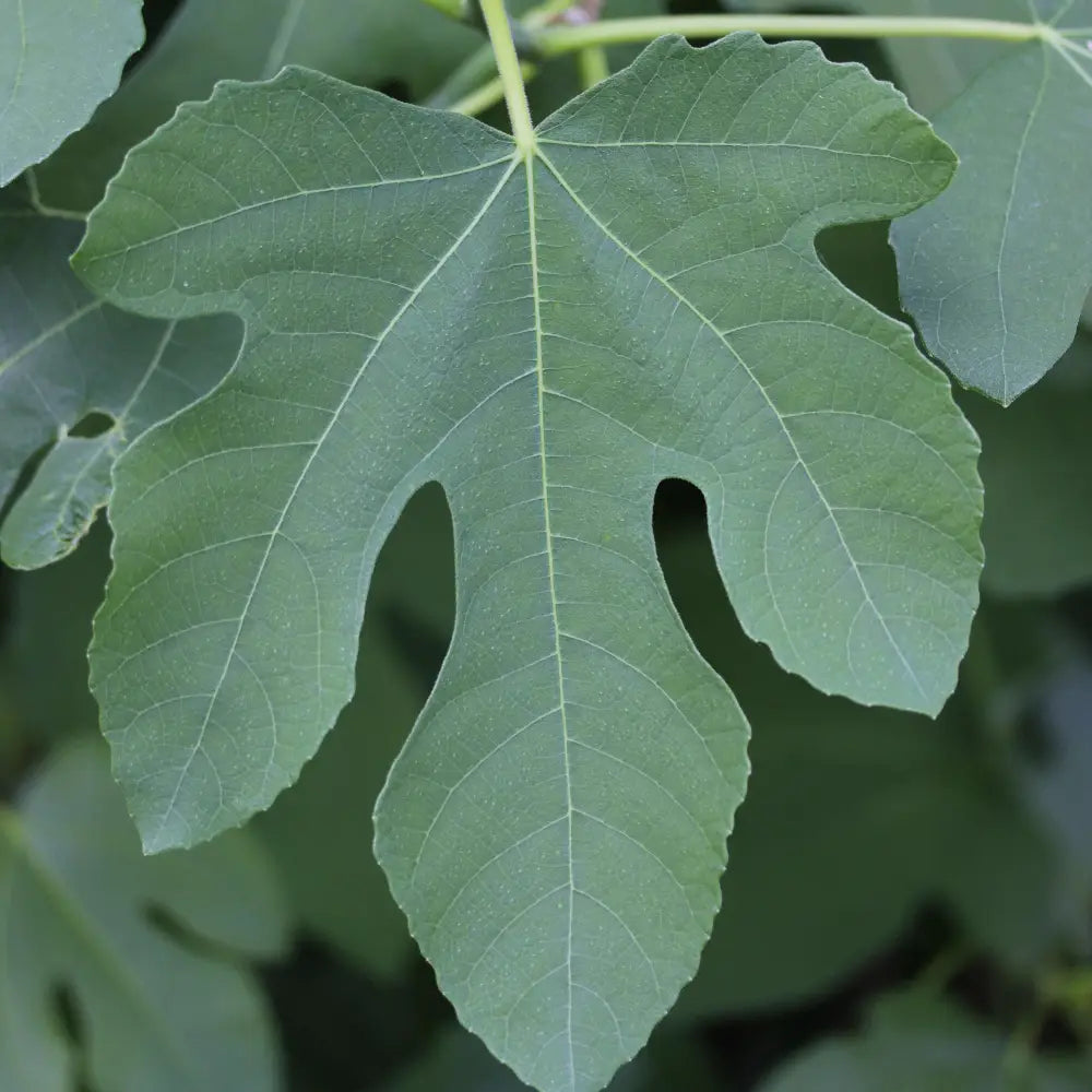 Fignomenal Fig with compact growth and edible figs
