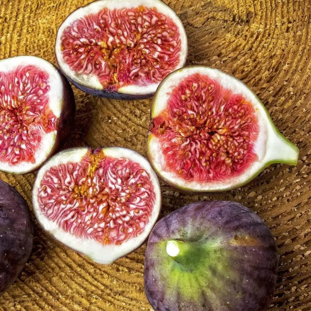 Fignomenal Fig with compact growth and edible figs