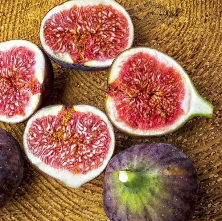Fignomenal Fig with compact growth and edible figs