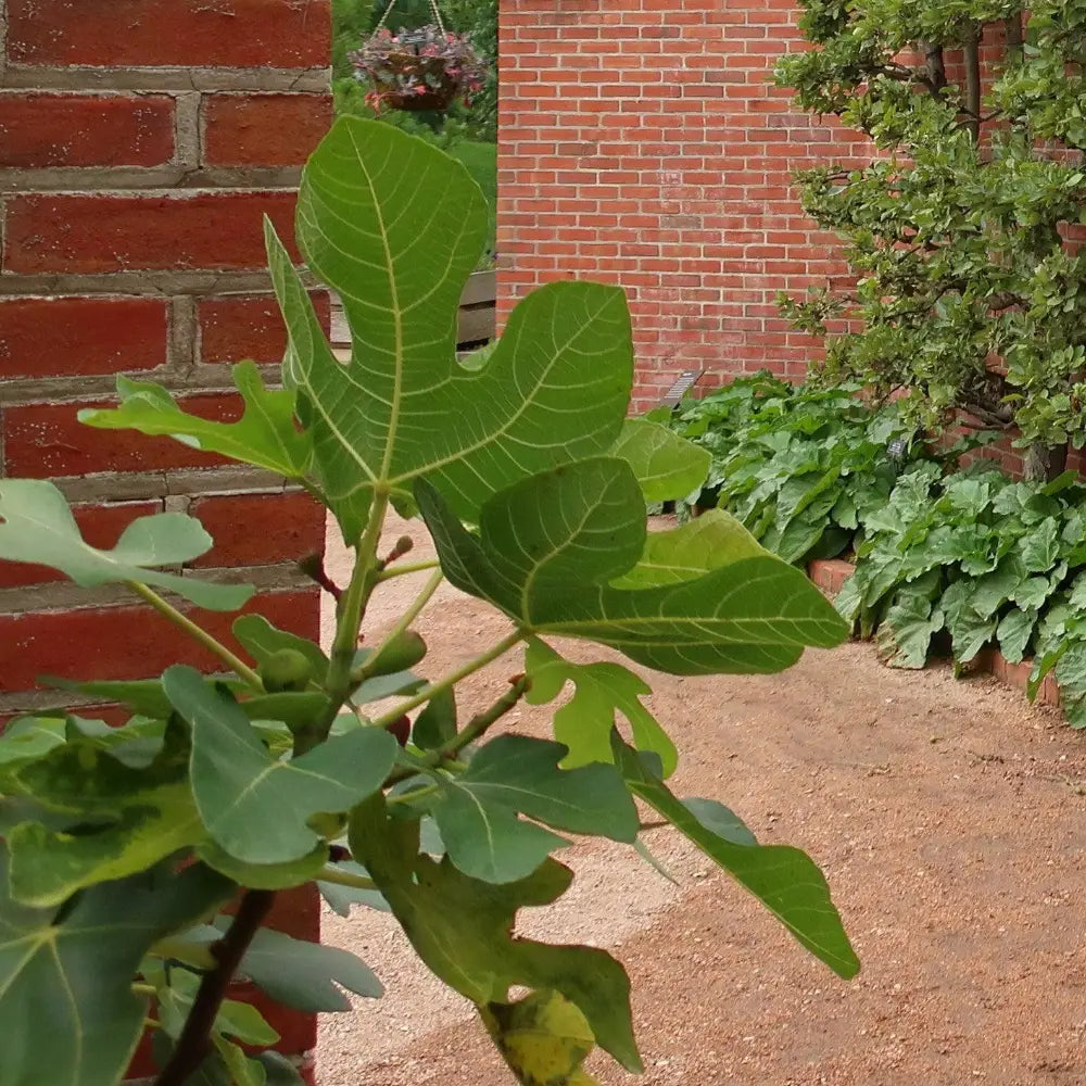 Fignomenal Fig with compact growth and edible figs