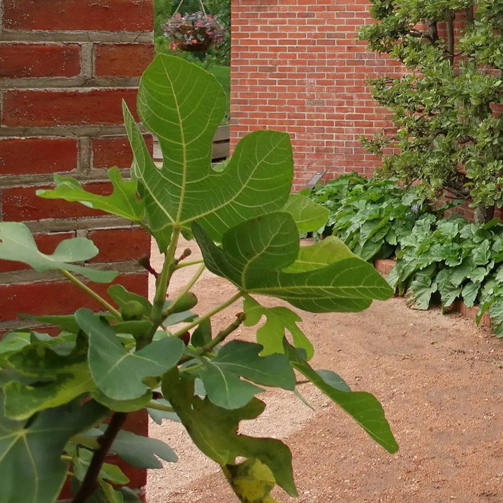Fignomenal Fig with compact growth and edible figs