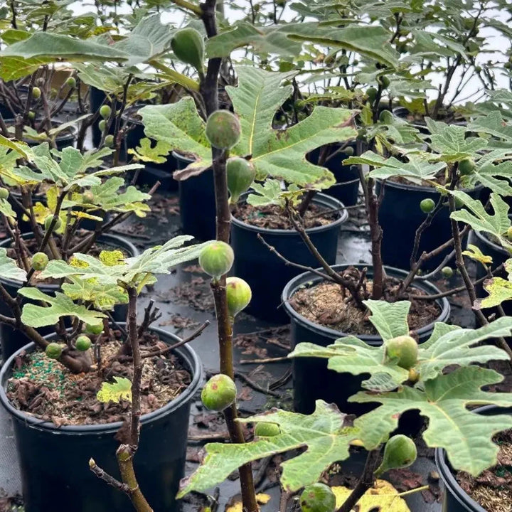 Fignomenal Fig with compact growth and edible figs