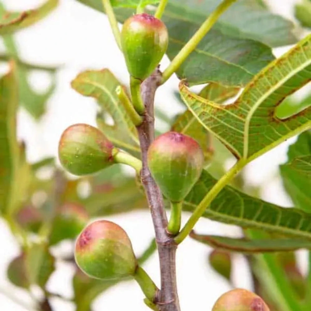 Little Miss Figgy Dwarf Fig with compact foliage and purple fruit