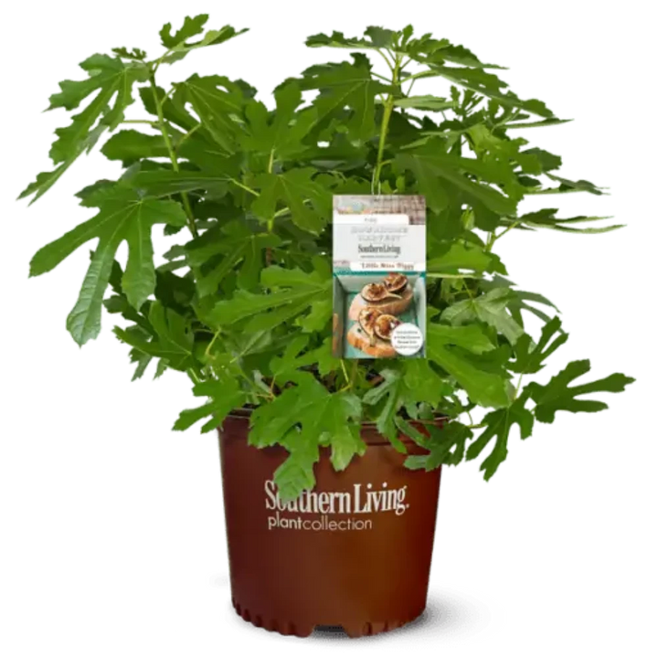 Little Miss Figgy Dwarf Fig with compact foliage and purple fruit